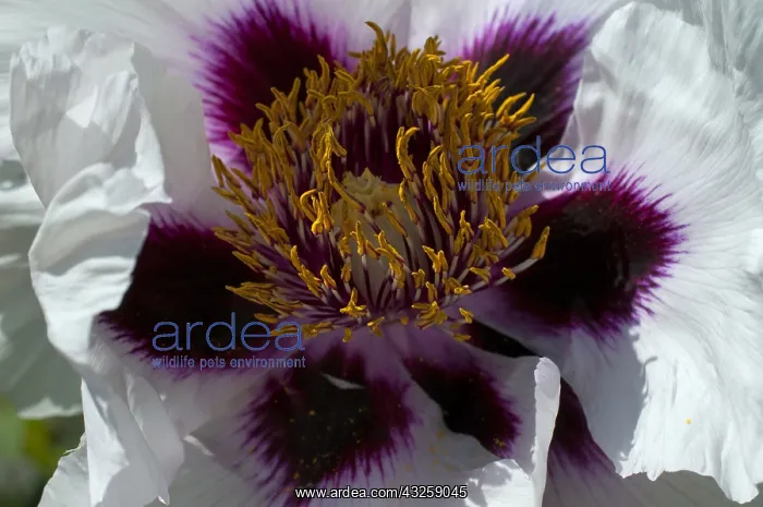 : Peony in bloom in a garden : Peony in bloom in a garden