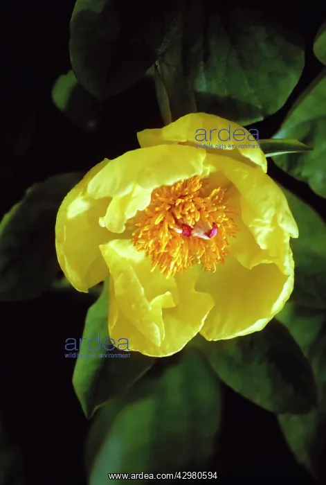 : Peony, Caucasian peony, Paeonia mlokosewitschii : Peony, Caucasian peony, Paeonia mlokosewitschii