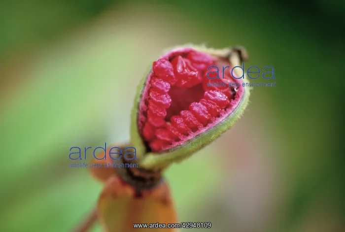 : Peony, Causican peony, Paeonia mlokosewitschii : Peony, Causican peony, Paeonia mlokosewitschii