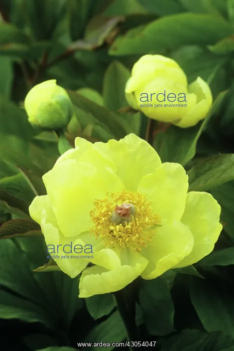 : Peony, Causican peony, Paeonia mlokosewitschii : Peony, Causican peony, Paeonia mlokosewitschii