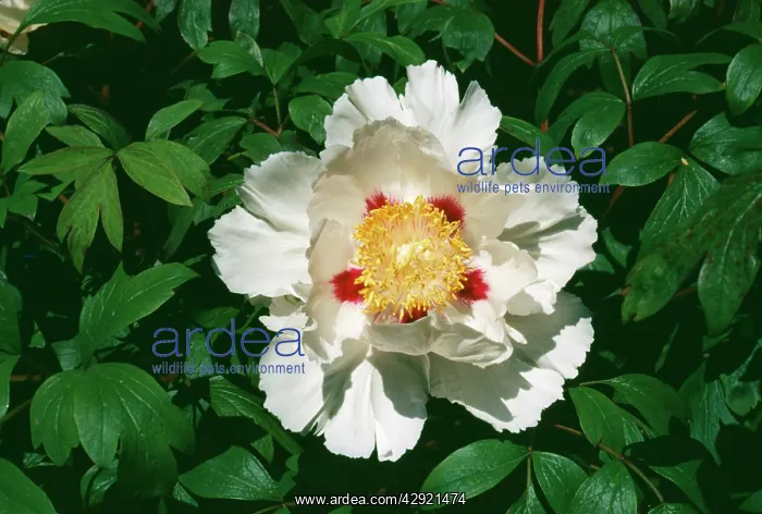 : Peony Flower : Peony Flower