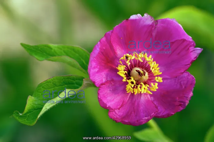 : Peony - in flower in spring : Peony - in flower in spring