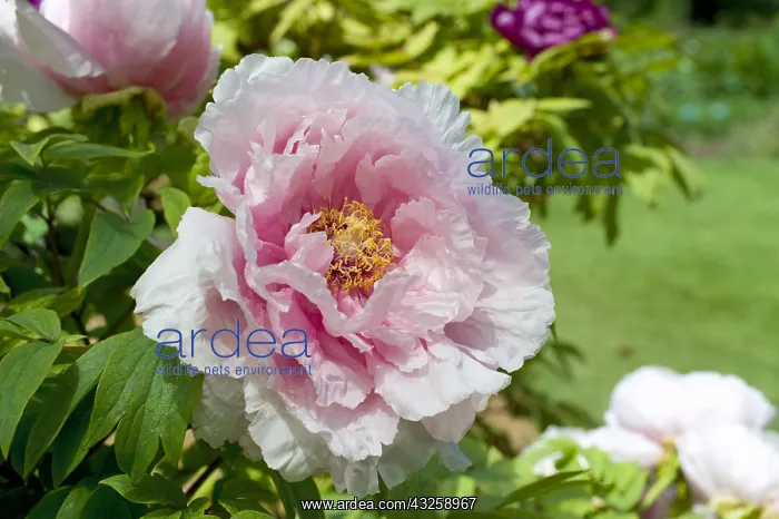 : Peony Hana Kisoi in bloom in a garden : Peony Hana Kisoi in bloom in a garden