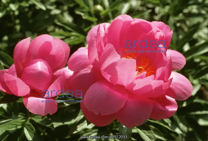  : Peony - Hybrid Natalie