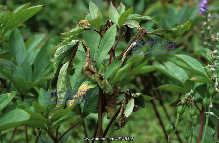 : Peony Mould : Peony Mould