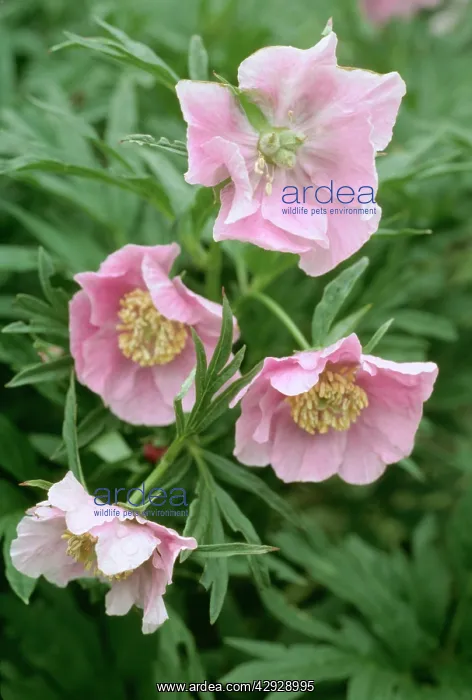  : Peony (Paenia veitchii woodwardii)