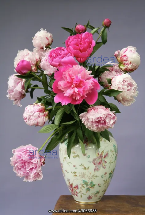 : Peony, Paeonia : Peony, Paeonia