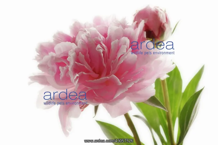 : Peony, Paeonia : Peony, Paeonia