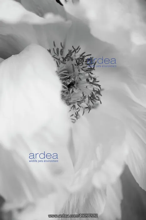 : Peony, Paeonia : Peony, Paeonia
