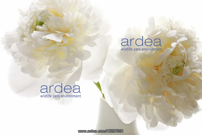 : Peony, Paeonia : Peony, Paeonia