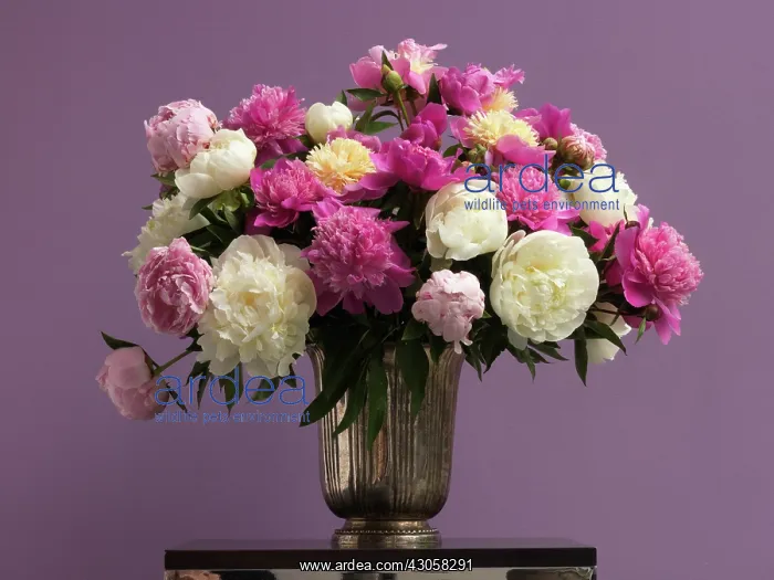 : Peony, Paeonia : Peony, Paeonia