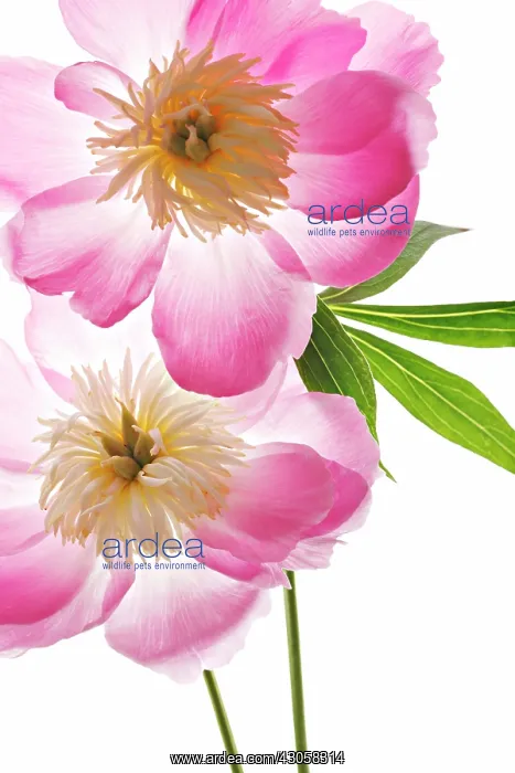 : Peony, Paeonia : Peony, Paeonia