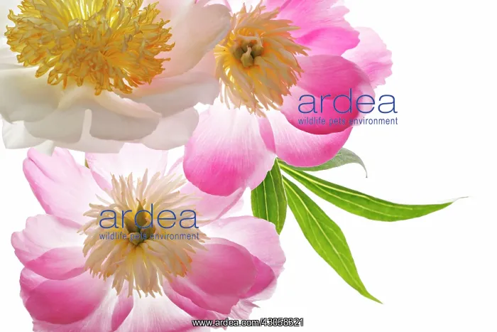 : Peony, Paeonia : Peony, Paeonia