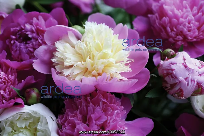 : Peony, Paeonia : Peony, Paeonia