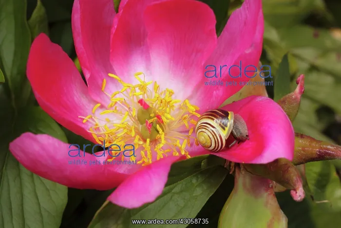 : Peony, Paeonia : Peony, Paeonia