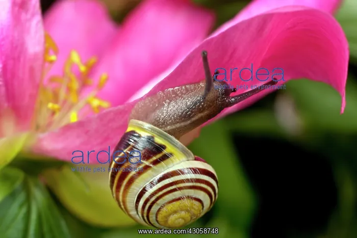 : Peony, Paeonia : Peony, Paeonia