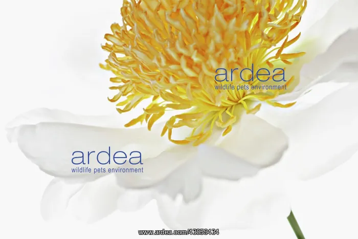 : Peony, Paeonia : Peony, Paeonia