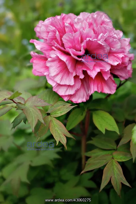 : Peony, Paeonia : Peony, Paeonia