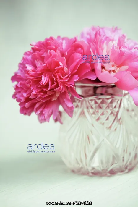 : Peony, Paeonia : Peony, Paeonia