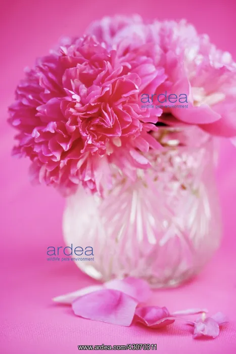 : Peony, Paeonia : Peony, Paeonia