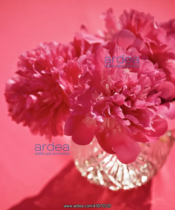 : Peony, Paeonia : Peony, Paeonia