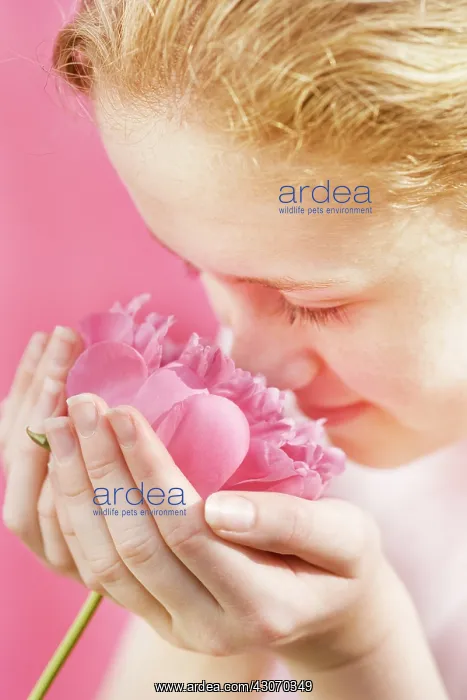 : Peony, Paeonia : Peony, Paeonia