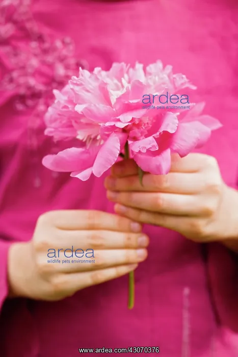 : Peony, Paeonia : Peony, Paeonia