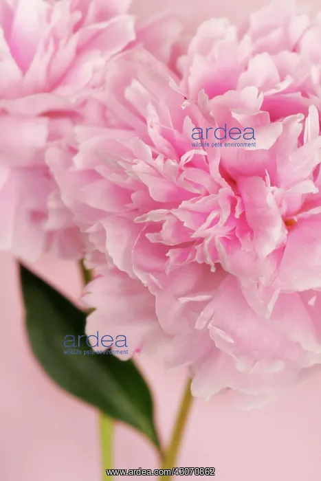 : Peony, Paeonia : Peony, Paeonia
