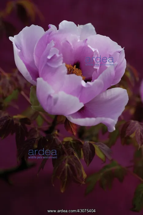 : Peony, Paeonia : Peony, Paeonia