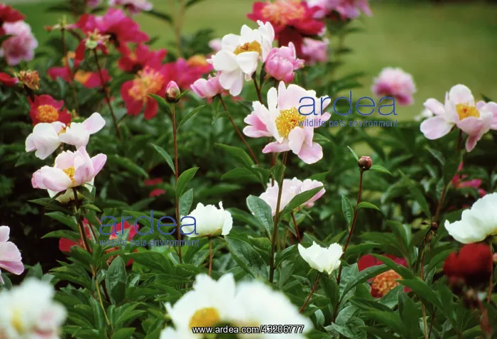 : Peony, Paeonia : Peony, Paeonia