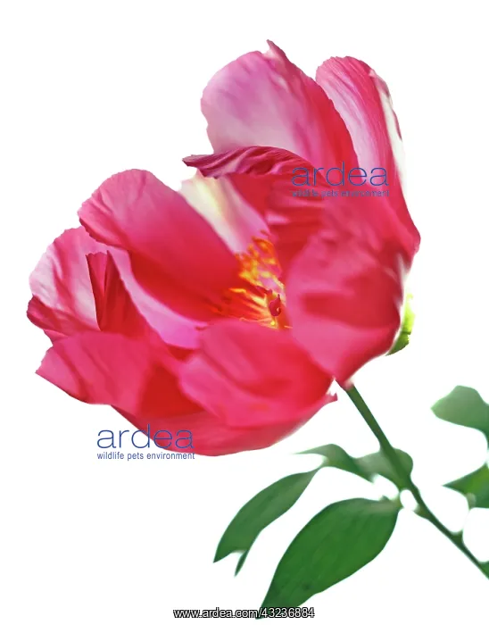 : Peony, Paeonia : Peony, Paeonia