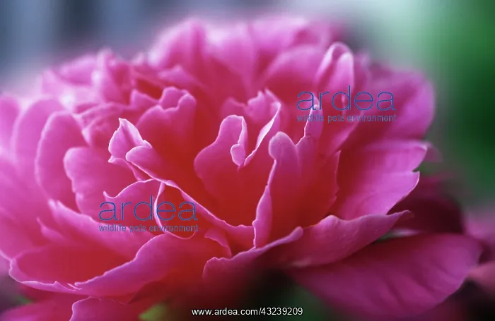 : Peony, Paeonia : Peony, Paeonia
