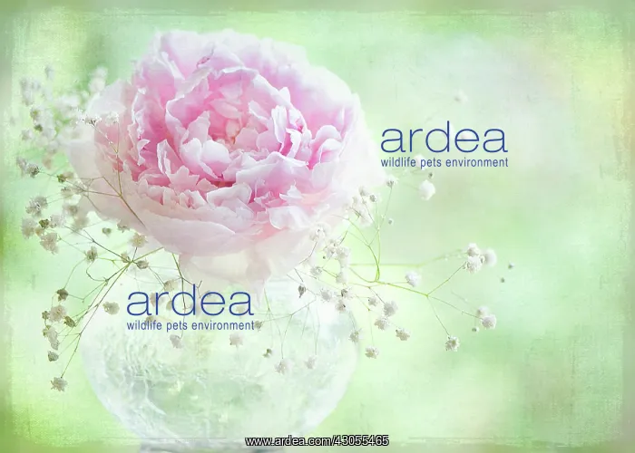 : Peony, Paeonia Ballerina : Peony, Paeonia Ballerina