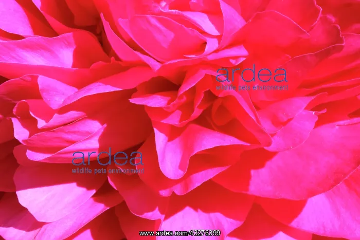 : Peony, Paeonia cultivar, Pink subject : Peony, Paeonia cultivar, Pink subject