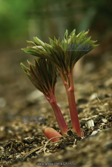 : Peony, Paeonia Flame : Peony, Paeonia Flame