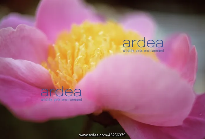 : Peony, Paeonia Globe of light : Peony, Paeonia Globe of light