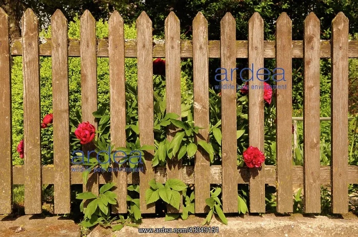 : Peony, Paeonia lactiflora : Peony, Paeonia lactiflora