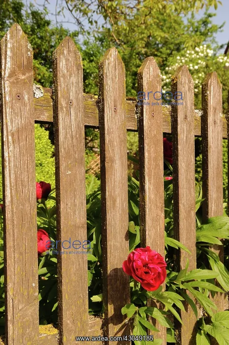 : Peony, Paeonia lactiflora : Peony, Paeonia lactiflora