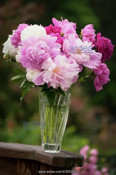 : Peony, Paeonia lactiflora : Peony, Paeonia lactiflora