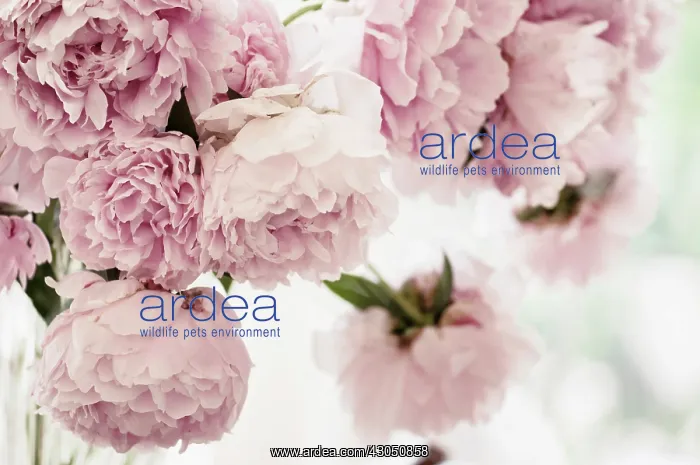 : Peony, Paeonia lactiflora : Peony, Paeonia lactiflora