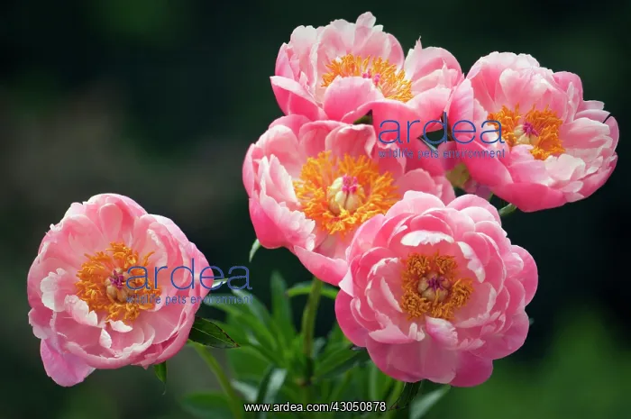 : Peony, Paeonia lactiflora : Peony, Paeonia lactiflora