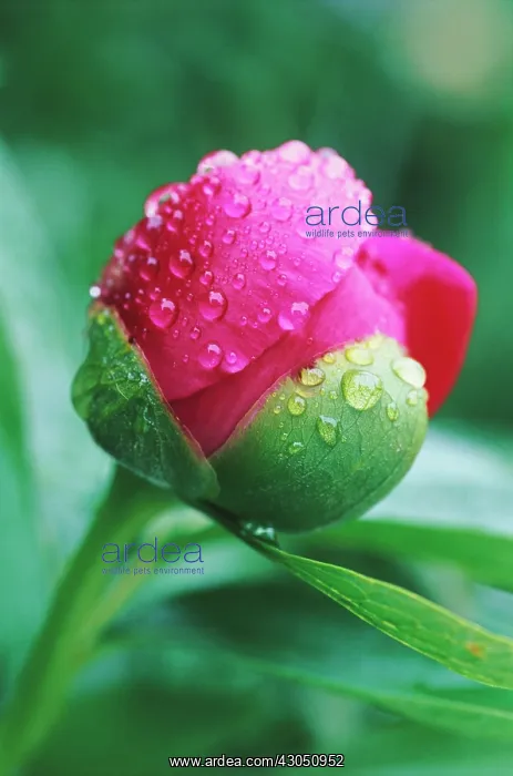 : Peony, Paeonia lactiflora : Peony, Paeonia lactiflora