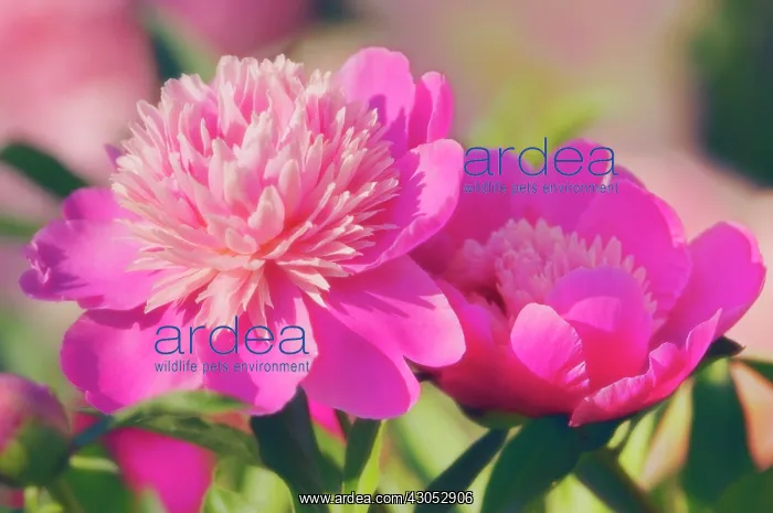 : Peony, Paeonia lactiflora : Peony, Paeonia lactiflora