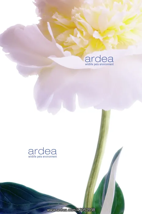 : Peony, Paeonia lactiflora : Peony, Paeonia lactiflora