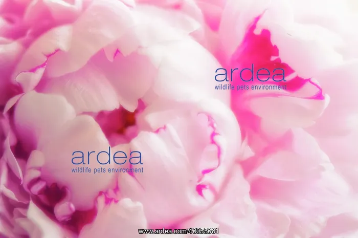 : Peony, Paeonia lactiflora : Peony, Paeonia lactiflora