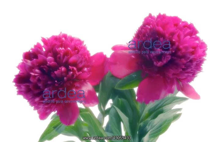 : Peony, Paeonia lactiflora : Peony, Paeonia lactiflora