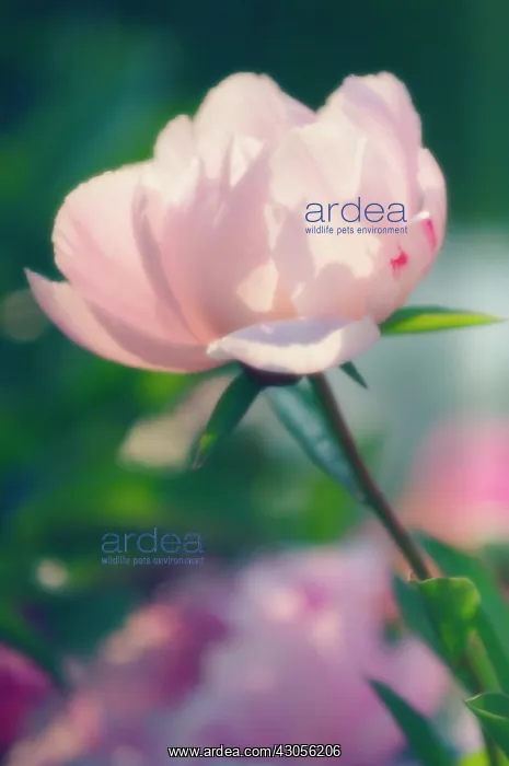 : Peony, Paeonia lactiflora : Peony, Paeonia lactiflora