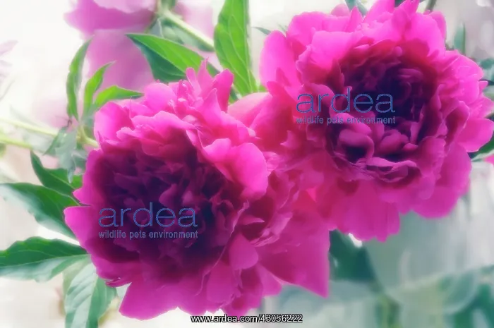 : Peony, Paeonia lactiflora : Peony, Paeonia lactiflora