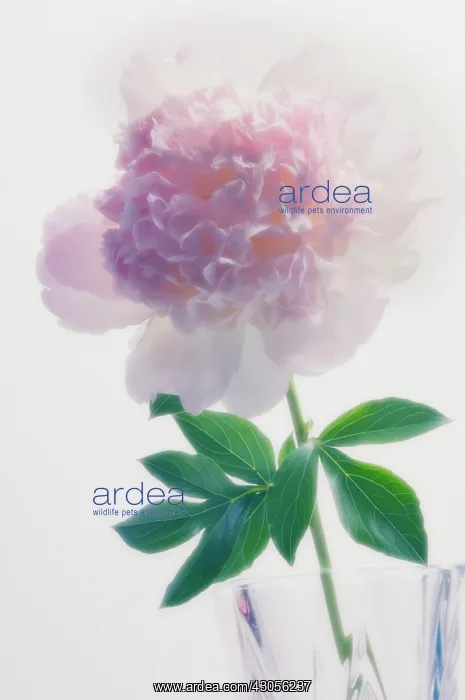 : Peony, Paeonia lactiflora : Peony, Paeonia lactiflora