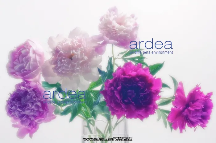 : Peony, Paeonia lactiflora : Peony, Paeonia lactiflora